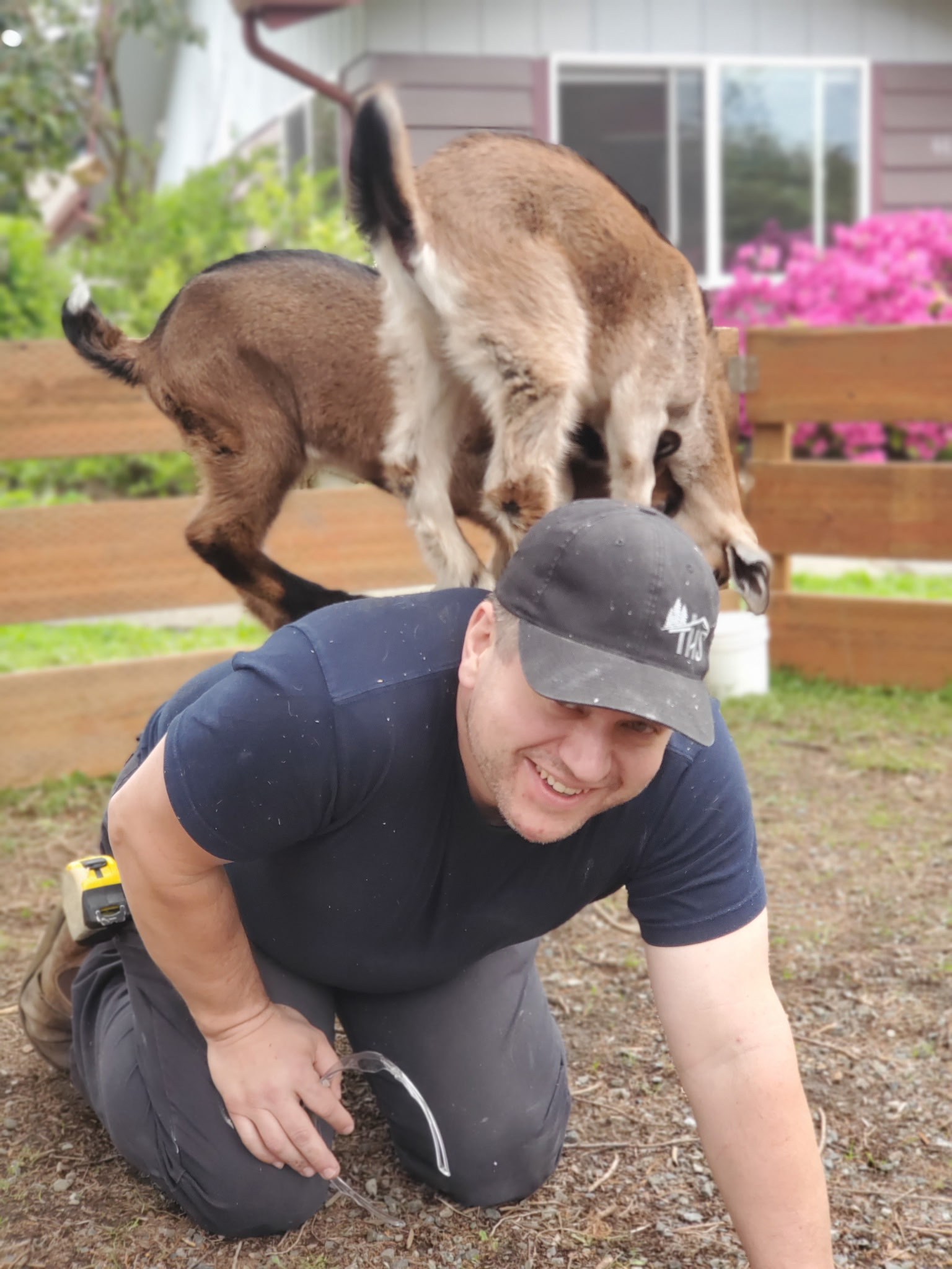 Tim on the job — even the goats want to help